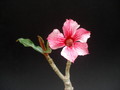 adenium thank mom 06