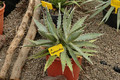 agave lophantha 01
