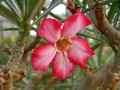 adenium somalense 1581