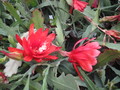 eh albolaza 5079 18