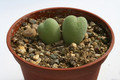 conophytum bilobum piriforme sb1107 kaboos 2900