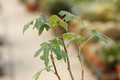jatropha sp madagascar 8826