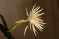 epiphyllum pumilum phasen 2311