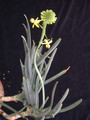 bulbine frutescens 02