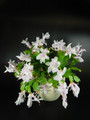 schlumbergera malissa