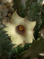 huernia quinta blyderiverdensis 01