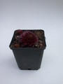 sempervivum rubin 5710