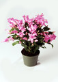 schlumbergera thor zenia
