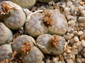 lithops pseudotruncatella mundhii c100 04