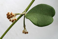 hoya kerrii 4064