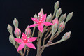 graptopetalum bellum 8442