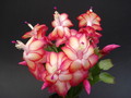 schlumbergera samba brazil 1627