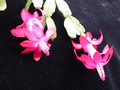 schlumbergera welling cherry 25