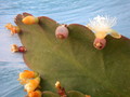 rhipsalis pachyptera 2047