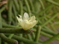 rhipsalis dissimilis 02