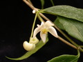hoya odorata ipps0111 02