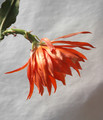 eh clementine 5672 03