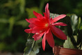 eh cecil cactus 5575 07