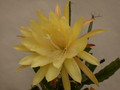 eh yellow gem 9910 14