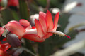 schlumbergera elfenzauber 8155