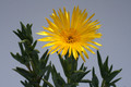 lampranthus cv gelbe Bluete 7774