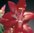 schlumbergera russian dancer 01