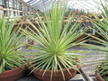 agave stricat nana 3626