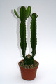 euphorbia vajravelui w 4022