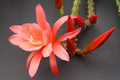 aporocactus susan 2 0119