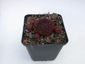 sempervivum noir 5766