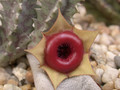 huernia insigniflora karoo 02