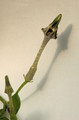 ceropegia radicans 05