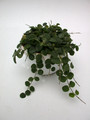 hoya serpens 3951