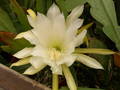 eh yellow melody 9920 610