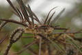 euphorbia suzanae marnierae 1122