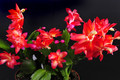 schlumbergera red flame 002