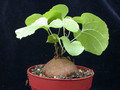 dioscorea elephantipes 03