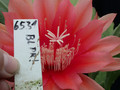 eh flamingo 6531 10