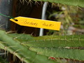 aporocactus fliedery paetz 302