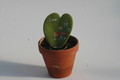 hoya kerryi love 1758