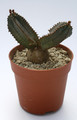 euphorbia tubiglans 7873