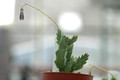caralluma sp aff arachnoidea specks20672 04