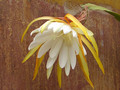 eh white splendor 9740 0635