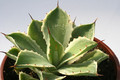 agave potatorum kissho kan 6599