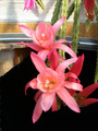 aporocactus susan2 02