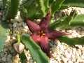 stapelia vetula 2