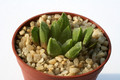 haworthia cv tropic world 0838