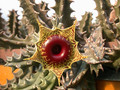 huernia zebrina01