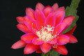 eh scoop of raspberry 8927 7527