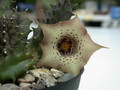 huernia quinta es3326 05